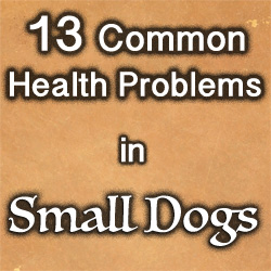 Health Problems in Small Dogs