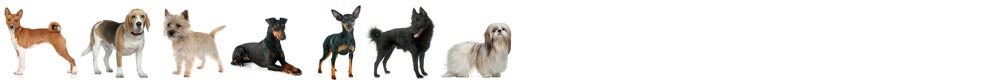 Hypothyroidism in Small Dogs