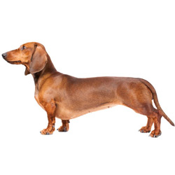 Dachshund – Miniature