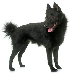 Schipperke